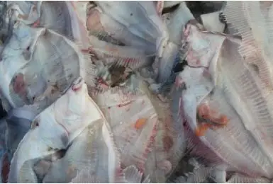 Usorterede fiskeskrog ca. 2 kg - 